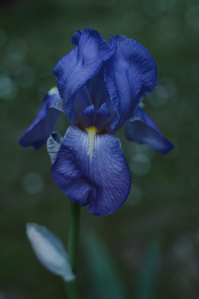 A picture of an Iris flower to represent a personal gift due to it's meaning.